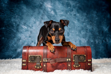 Portrait Hund in Koffer Kiste auf Fell mit blauem Hintergrund