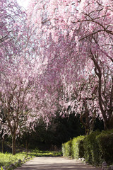 風土記の丘のシダレザクラ