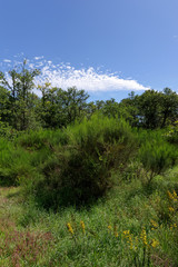 Orléans forest in  the Sologne country