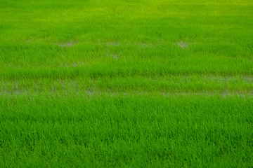 Plakat Green fresh rice plant on the field background.