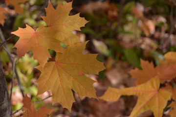 maple leaves in autumn