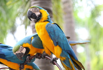 Beautiful Blue & Gold Macaw 