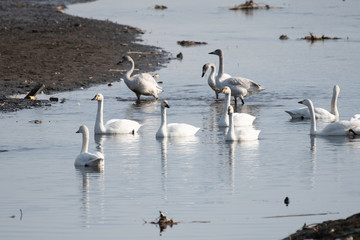 Whistling swans in Lake Tatara of Gunma prefecture, Japan
