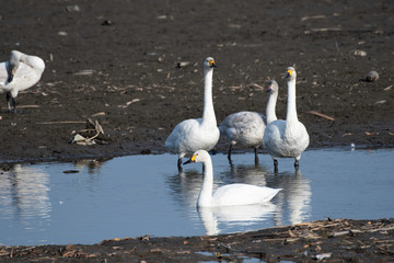 Whistling swans in Lake Tatara of Gunma prefecture, Japan