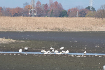 Whistling swans in Lake Tatara of Gunma prefecture, Japan