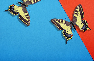 Bright swallowtail butterflies on a blue and red background. Blue and red cardboard. Red and blue...