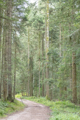 dirt path  bends in green summer fir woods. Black Forest, Germany