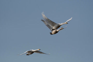 Whooper swans flying in Lake Tatara of Gunma prefecture, Japan