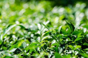 Sunlight shining on the bushes during the day