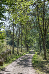 tree-lined dirt road, near Betzweiler, Black Forest, Germany