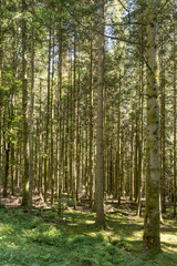 myriad of fir logs in summer woods, Black Forest, Germany