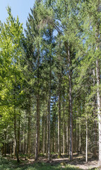 myriad of fir trees in summer woods, Black Forest, Germany