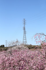 桜と高圧電線鉄塔