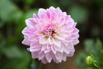 Beautiful dahlia in the garden.