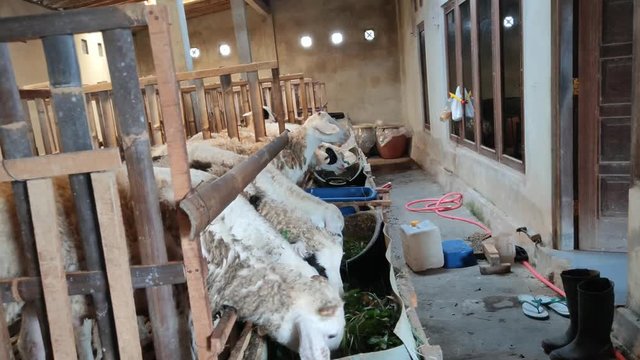 the sight of a row of goats in a cage eating green grass behind the house