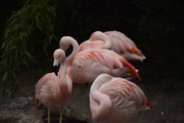 flamingo in zoo