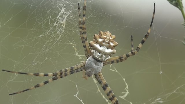 Spider Argiope Lobata staggers in strong wind and sits on web. Macro view of spider in wildlife