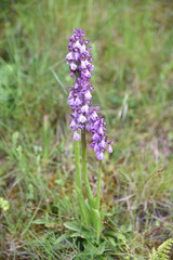 Orchidée sauvage de la prairie corse
