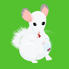 Cute cartoon white chinchilla eating raspberries isolated on green