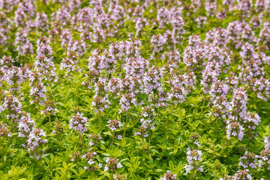 closeup of Thymus vulgaris - garden thyme plant in bloom with pink flowers