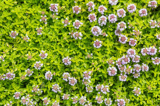 closeup of garden thyme groundcover with pink flowers in bloom