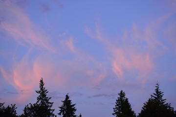 Fototapeta premium sunset in forest