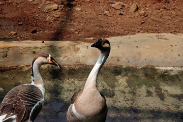 grey goose or duck playing in water and cleaning itself