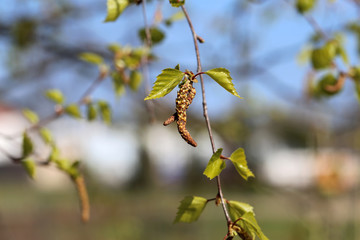Birch tree branches during early spring. In this photo you can see plenty of branches with small buds of new green leaves. Photographed in Finland during a sunny spring day. Blue sky in the background
