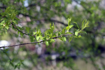 Birch tree branches during early spring. In this photo you can see plenty of branches with small buds of new green leaves. Photographed in Finland during a sunny spring day. Forest background.