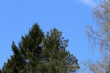 Birch tree branches during early spring. In this photo you can see plenty of branches with small buds of new green leaves. Photographed in Finland during a sunny spring day. Blue sky in the background