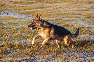 Perro Pastor Alemán saltando con un palo de madera en la boca. Mascota.