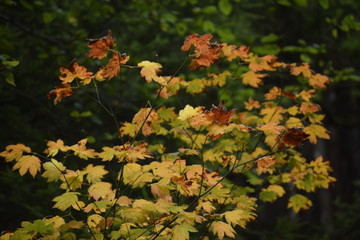 maple leaves in autumn
