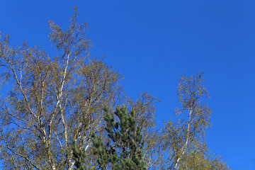 Birch tree branches during early spring. In this photo you can see plenty of branches with small buds of new green leaves. Photographed in Finland during a sunny spring day. Blue sky in the background