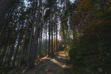 walk path in pine fores, Ostas