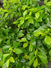 Fototapeta na wymiar shot of texture green leaves of garden plant