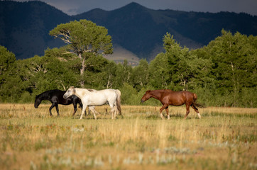 Wild Horses