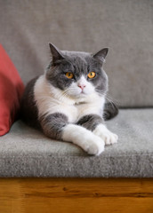 Obraz premium British shorthair cat lying on the sofa