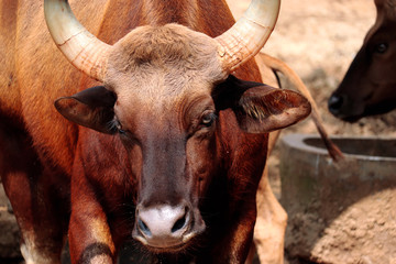 Red bison or gaur in western ghats south India