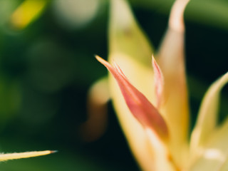 Closeup of plant leaves
