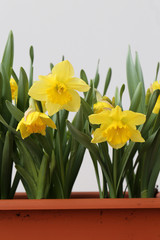 Many yellow spring flowers in a brown flower box on a balcony. White Background. These flowers are called daffodil, narcissus or easter lily flowers, typical decorations for early spring and Easter.