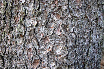 Tree bark texture