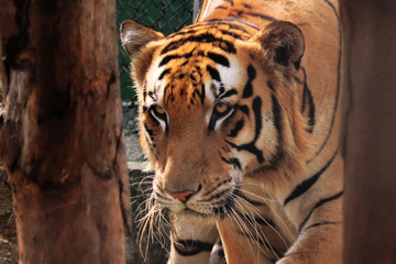 Portrait of a majestic Bengal tiger in south India ready to hunt