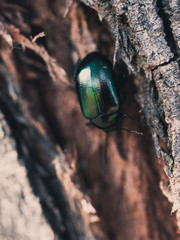 beetle on the tree