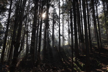 森林と太陽