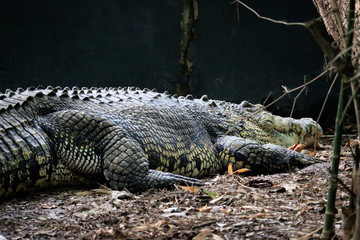 big crocodiles in south Indian forests