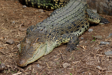 big crocodiles in south Indian forests