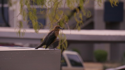 Bird close up with portrait view picture 