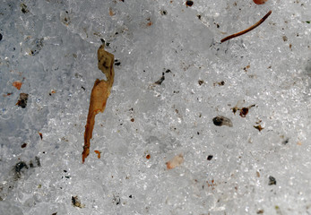 Dirty snow in a closeup during springtime in Finland. In this photo you can see melting snow, some small rocks, plants pieces and other debri. Color macro image. Seasonal background photo.