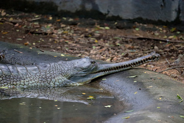 big crocodiles in south Indian forests