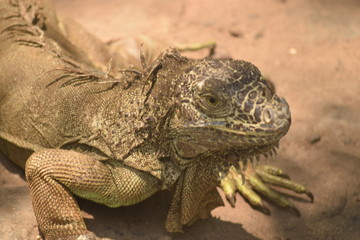 iguana on rock